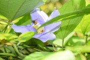 夢到養(yǎng)烏龜，寓意與感悟，夢到養(yǎng)烏龜，寓意與心靈感悟