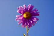 牡丹花園游戲注冊攻略，輕松入門，暢游花海！暢游牡丹花海，輕松注冊攻略，入門必備！