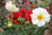 夢(mèng)中的紅豆，一段心靈的旅程，夢(mèng)中的紅豆，心靈之旅程的象征