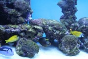 夢游深海之境——記一場巨大魚兒的夢境，夢游深海之境，巨大魚兒的夢境之旅