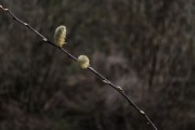 放飛夢想——我的風(fēng)箏之夢，放飛夢想，我的風(fēng)箏之夢
