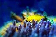 夢(mèng)中的魚之海，一場(chǎng)與小魚的奇妙邂逅，夢(mèng)中之海，與小魚的奇妙邂逅