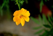 夢(mèng)中的雞語(yǔ)，夢(mèng)中的雞語(yǔ)之謎