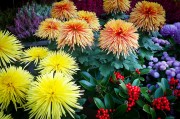 橙光游戲免費(fèi)獲得鮮花，一次意想不到的驚喜體驗(yàn)，橙光游戲中的鮮花交易，一次意想不到的游戲驚喜體驗(yàn)