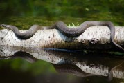 夢(mèng)到打死蛇的寓意與解讀，夢(mèng)到打死蛇的寓意與解讀