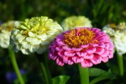 橙光游戲，免費(fèi)的鮮花與玩家的熱情盛宴，橙光游戲，免費(fèi)鮮花與熱情盛宴