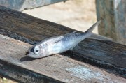 夢(mèng)到抓到魚(yú)，寓意與解讀，夢(mèng)到抓到魚(yú)的寓意與解讀