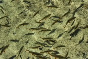 夢中的水世界，魚群涌動的奧秘，夢中的水世界，魚群涌動的奧秘之旅