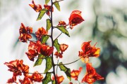 夢中的青蘋果，一段關(guān)于成長與希望的探索，夢中的青蘋果，成長之路上的希望探索