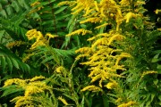 夢(mèng)到黃花，寓意與解讀，夢(mèng)到黃花的寓意與解讀