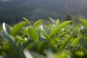荷葉之夢(mèng)，一場(chǎng)夢(mèng)幻的旅程，荷葉之夢(mèng)，夢(mèng)幻旅程的啟程