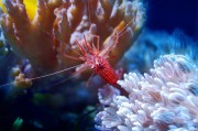 夢游水族世界，魚與蝦的神秘夢境，夢游水族世界的神秘夢境，魚與蝦的奇幻之旅