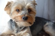 如何輕松注冊CKU，開啟你的犬類生涯，輕松開啟犬類生涯，CKU注冊指南