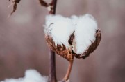 如何看待短纖期貨不能購買的情況？背后的原因和影響是什么？