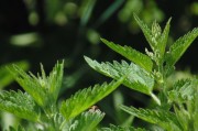 繽紛盆栽會員注冊攻略，輕松開啟綠色生活之旅，解鎖綠色生活，繽紛盆栽會員注冊全攻略