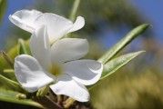 夢(mèng)到種花，生命之花的啟示，夢(mèng)種生命之花，啟示與成長(zhǎng)之旅