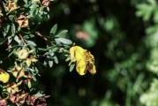 夢到花園，心靈的綠洲與生命的交響，夢中的花園，心靈的綠洲與生命的交響
