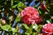 夢(mèng)中的桑葚——一段甜蜜的回憶，夢(mèng)中的桑葚，甜蜜回憶的果實(shí)