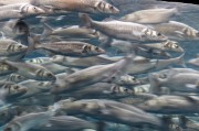 夢(mèng)中贈(zèng)魚(yú)之謎，夢(mèng)中贈(zèng)魚(yú)之謎