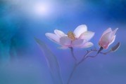 夢(mèng)到美景，心靈的詩(shī)篇，夢(mèng)中美景，心靈的詩(shī)篇