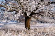 夢中的雪舞，一場飄灑的冬日之夢，夢中的雪舞，飄灑的冬日之夢