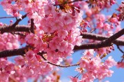 春天的櫻花季，Sakura櫻花免費(fèi)游戲的探索之旅，櫻花之謎，一場(chǎng)春季的櫻花探索之旅
