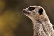 劍齒虎，一款無需付費的動物戰(zhàn)斗冒險游戲，劍齒虎，無限制免費動物戰(zhàn)斗冒險游戲