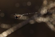 夢到頭皮屑，一次關于自我認知的探索