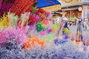 夢(mèng)中的甜蜜之旅——買糖的夢(mèng)境，夢(mèng)中的甜蜜之旅，買糖的夢(mèng)境