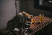 夢中奇遇，我生下了一只貓