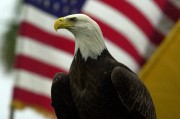 拜登簽署法案：正式將白頭鷹定為美國(guó)國(guó)鳥