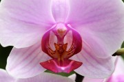 探索蘭花的世界，一款包含蘭花種類的免費(fèi)游戲下載，蘭花世界，探索和解鎖蘭花的高清游戲下載