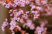 夢(mèng)中的開(kāi)花樹(shù)，生命的啟示與美好，夢(mèng)中的開(kāi)花樹(shù)，生命的啟示與美好