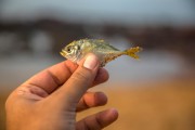 夢到釣到魚，寓意與解讀，夢到釣到魚的寓意與解讀
