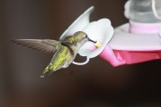 蜂鳥配送注冊(cè)攻略，輕松開啟您的蜂鳥配送之旅，蜂鳥配送注冊(cè)指南，輕松起步您的配送生涯