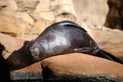 大魚吃小魚免費版游戲帶你暢游捕魚海洋，大魚吃小魚，免費捕魚海洋體驗