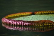 免費(fèi)植物大戰(zhàn)僵尸游戲——讓你享受無盡的種植與保衛(wèi)的樂趣，全球最經(jīng)典的免費(fèi)植物防御策略游戲，植物大戰(zhàn)僵尸