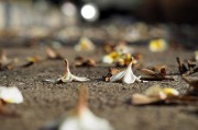 夢中尋覓，地上繁多的頭發(fā)，夢中尋覓，發(fā)絲繁多的秘密