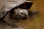 夢中釣魚奇遇，釣到神秘烏龜?shù)钠婊弥茫瑝糁嗅烎~奇遇，釣到神秘烏龜?shù)钠婊弥? title=