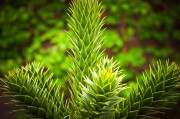 虛擬世界中的植物游戲免費體驗——探討其價值與影響，虛擬世界，植物游戲的娛樂價值及其對社會的影響