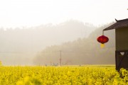 夢(mèng)中的花?！业脑曰ㄖ茫瑝?mèng)中的花海，我的栽花之旅