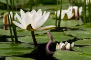 草莓之夢(mèng)，一場(chǎng)甜蜜的幻游，草莓之夢(mèng)，甜蜜幻游的旅程