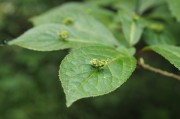 立秋節(jié)氣已過，國內(nèi)大豆需求能否提升？