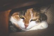 女人夢(mèng)到被貓抓傷手，解讀與解析