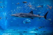 夢中魚海，寓意何在？，夢中魚海，寓意之謎