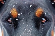夢中雙犬之謎，夢中雙犬之謎