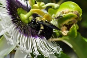 植物大僵尸——一款充滿創(chuàng)意的植物大戰(zhàn)僵尸免費(fèi)下載游戲，植物大僵尸，植物大戰(zhàn)僵尸 - 創(chuàng)意無(wú)限的策略塔防休閑游戲！