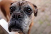 如何查詢注冊犬舍，CKU注冊犬舍查詢?nèi)ヂ?，CKU注冊犬舍查詢指南，全面攻略解析