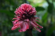 花海之夢(mèng)，夢(mèng)到好多花的美麗與寓意，花海之夢(mèng)，探尋花的美麗與寓意