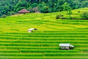 一款讓玩家深度體驗(yàn)農(nóng)業(yè)種植樂(lè)趣的免費(fèi)農(nóng)場(chǎng)種菜游戲，耕作樂(lè)土，輕松有趣的農(nóng)業(yè)種植游戲
